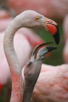 Flamingos